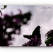 Butterfly And Bokeh by carolmw