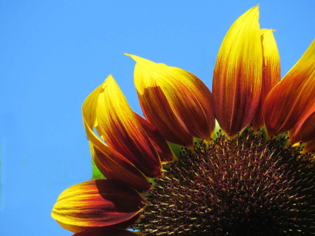Cheerful Sunflower by seattlite