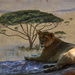 resting lion in Albuquerque, N.M. (@ the zoo.) by bigdad