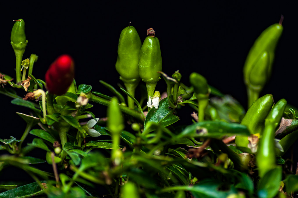 Chillies by billyboy