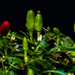 Chillies by billyboy