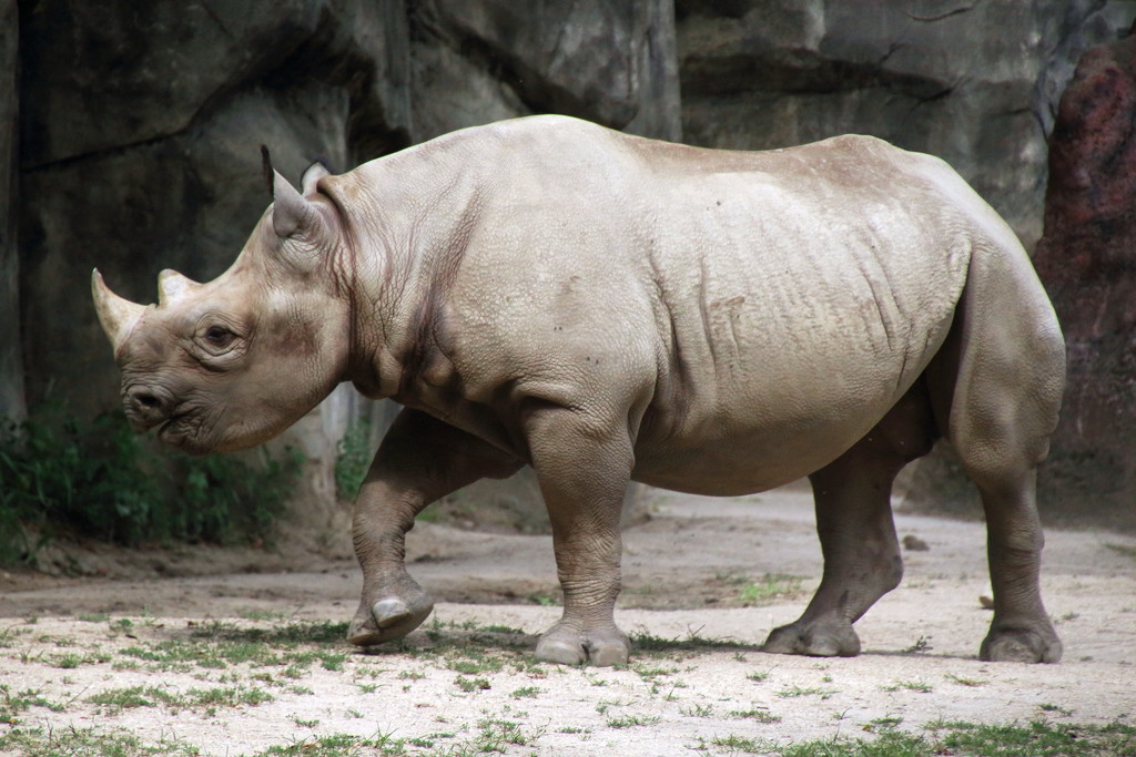 Huge Rhino by randy23