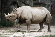 16th Jul 2018 - Huge Rhino
