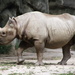 Huge Rhino by randy23