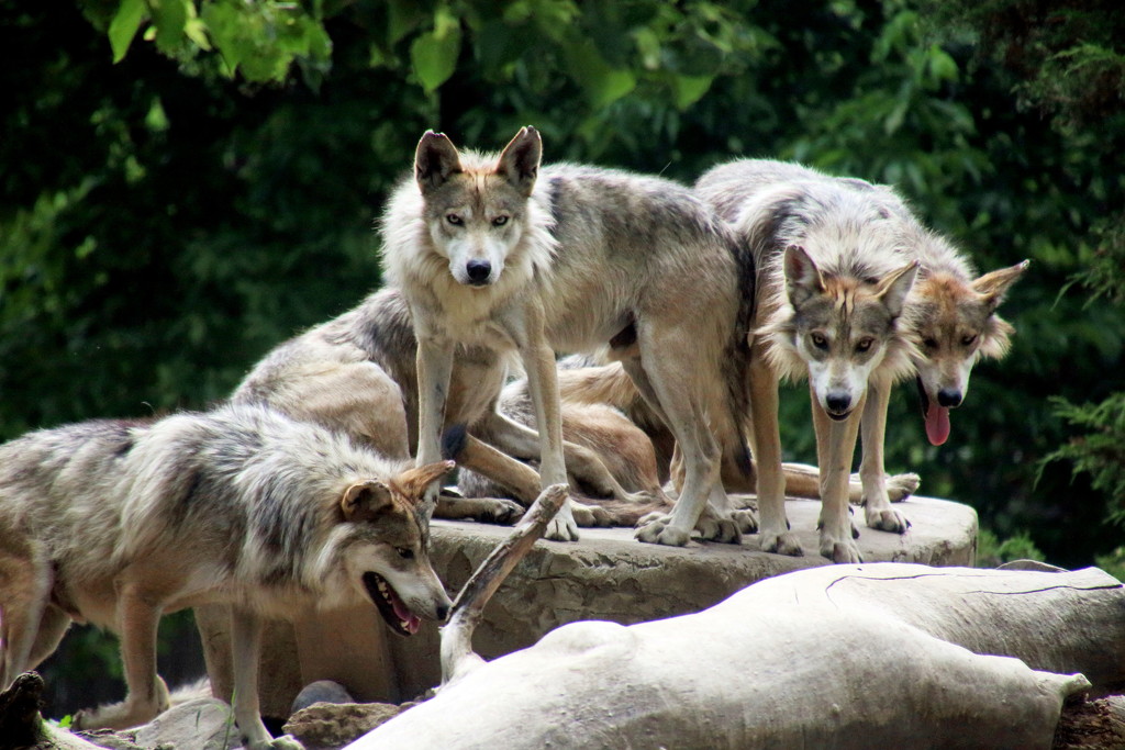 Wolf Pack by randy23