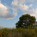 Tree Grass Sky by leonbuys83