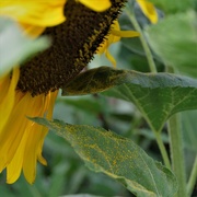 20th Jul 2018 - My Sunflower is Sulking