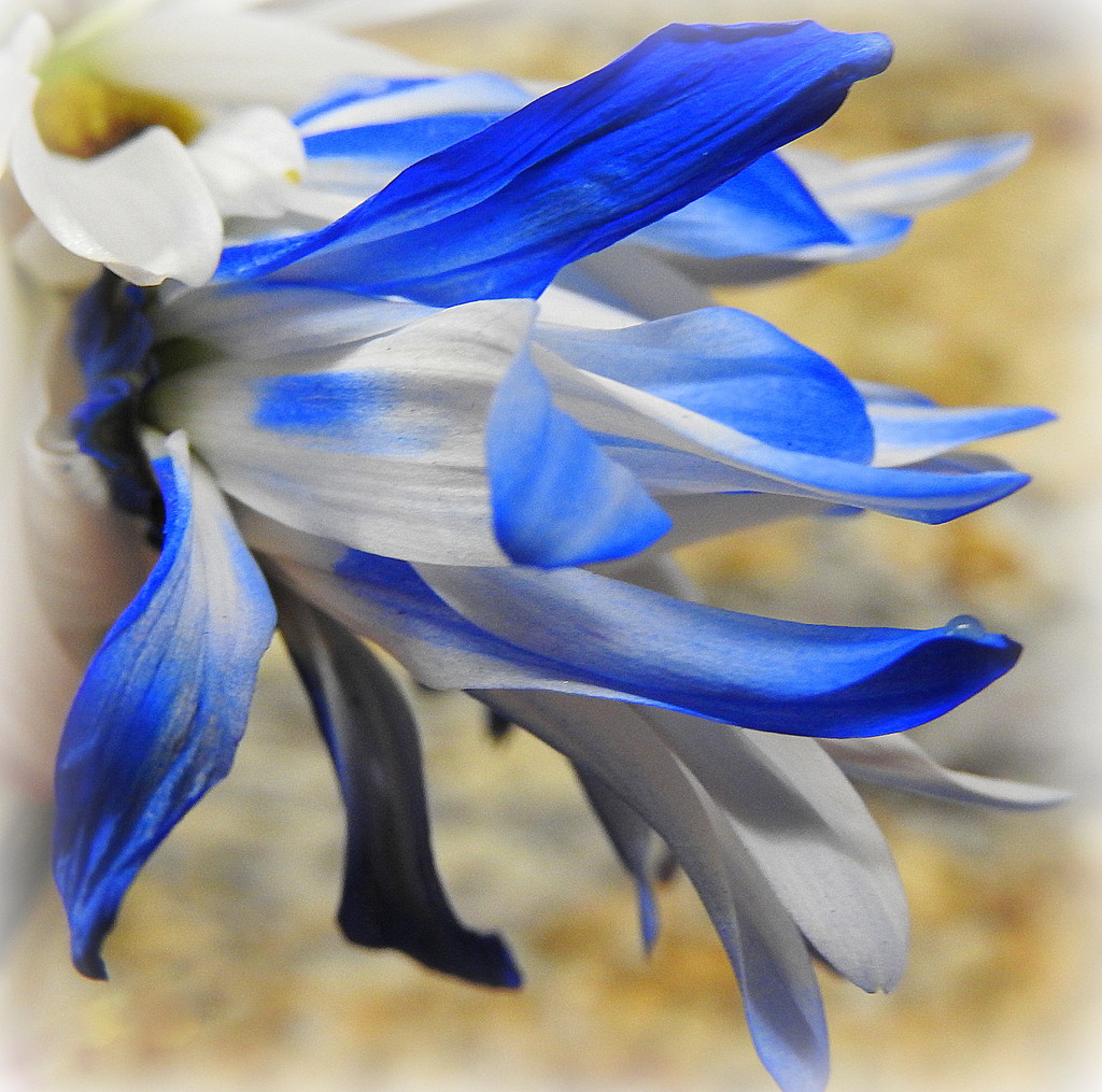 Blue Petals by homeschoolmom