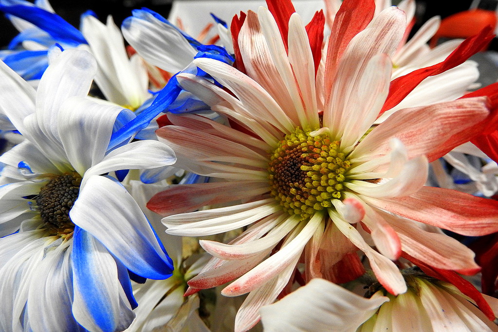 Red, White and Blue by homeschoolmom