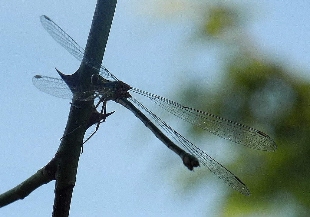DSCN1566 silhouette dragonfly by marijbar