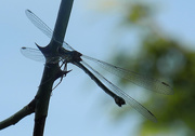 20th Jul 2018 - DSCN1566 silhouette dragonfly