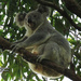 rare sighting by koalagardens