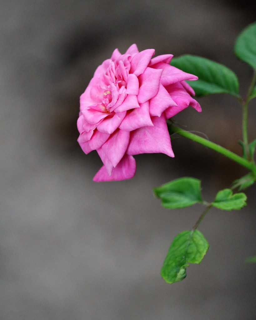 July 20: Miniature Rose by daisymiller