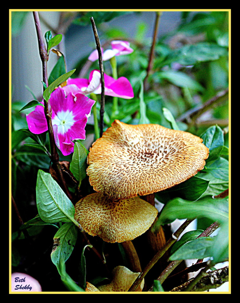 Fungi in my Flower pot by vernabeth
