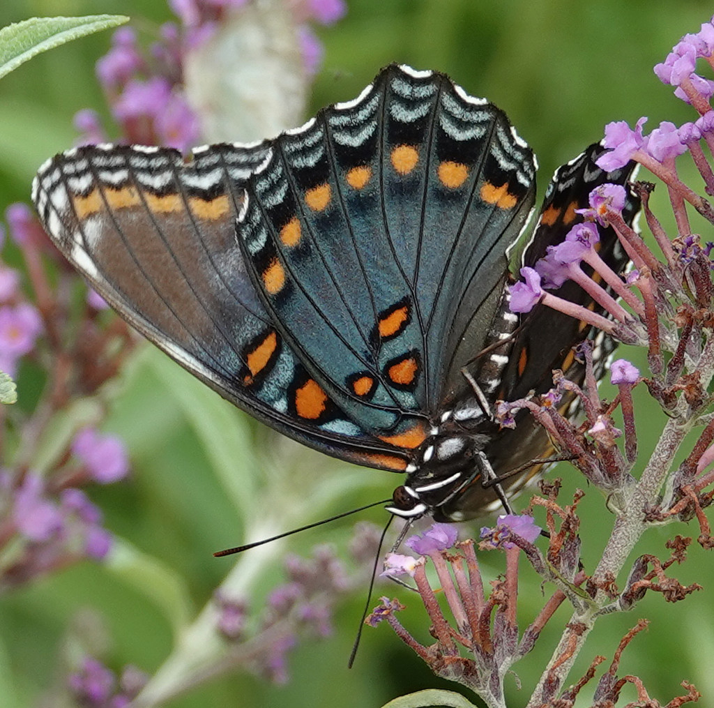 Red-spotted Purple by annepann