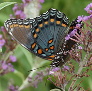 13th Jul 2018 - Red-spotted Purple