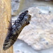 Moths of the Picos de Europa 5 Goat Moth by steveandkerry