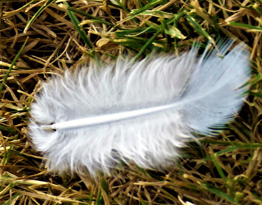A white feather  by beryl