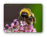 21st Jul 2018 - Bee And Buddleia