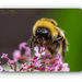 Bee And Buddleia by carolmw