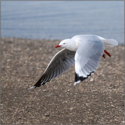 21st Jul 2018 - Red-billed gull