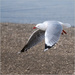 Red-billed gull by nzkites
