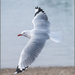Red-billed gull extra by nzkites