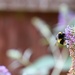 Bumblebee's Bum by phil_sandford