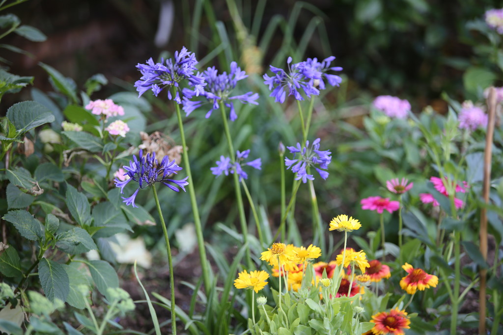 Garden Colour by phil_sandford