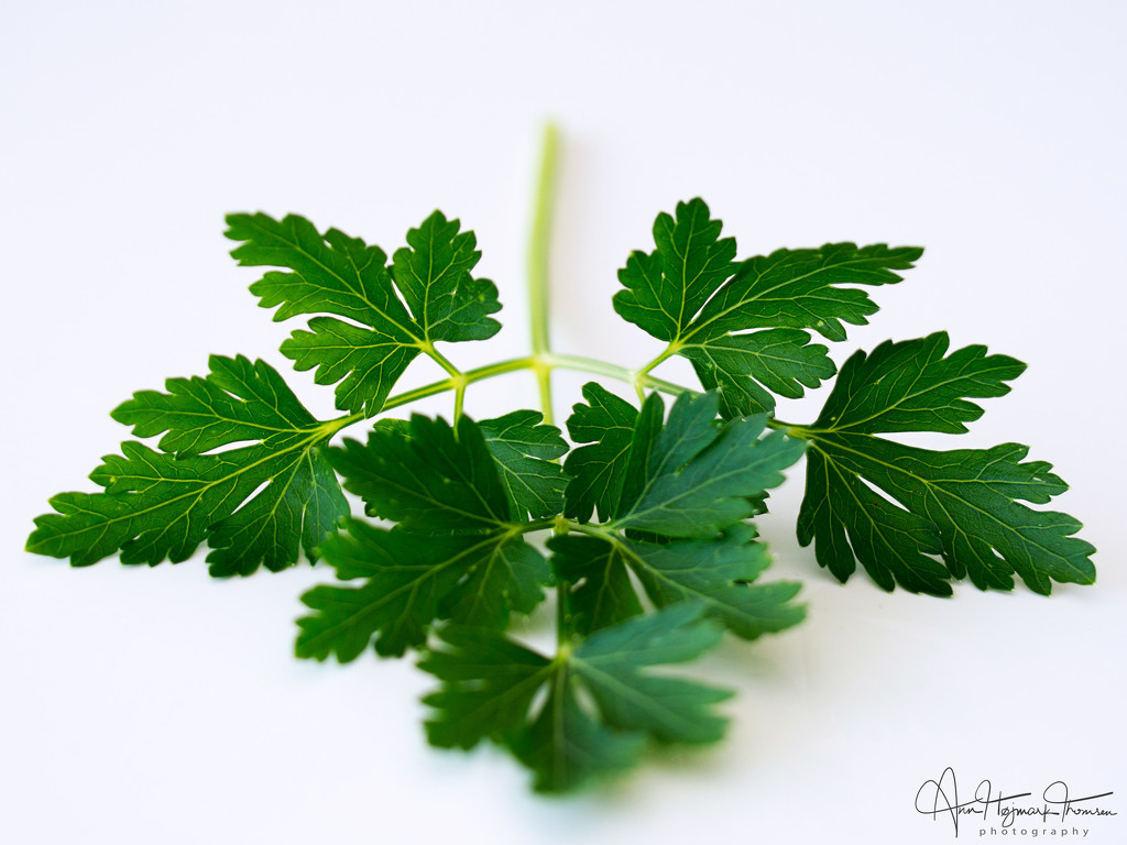 Parsley  by atchoo