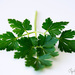 Parsley  by atchoo