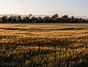 14th Jul 2018 - Sunset over the wheat fields