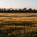Sunset over the wheat fields by atchoo