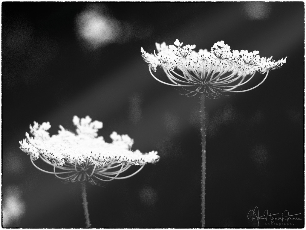 Queen Anne's Lace by atchoo