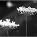 Queen Anne's Lace by atchoo