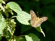 21st Jul 2018 - A Speckled Wood