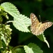 A Speckled Wood by orchid99