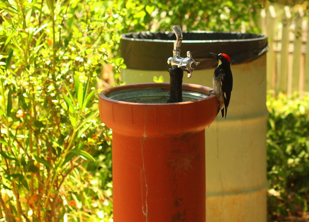 Thirsty Woodpecker by kerristephens