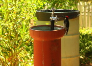 22nd Jul 2018 - Thirsty Woodpecker