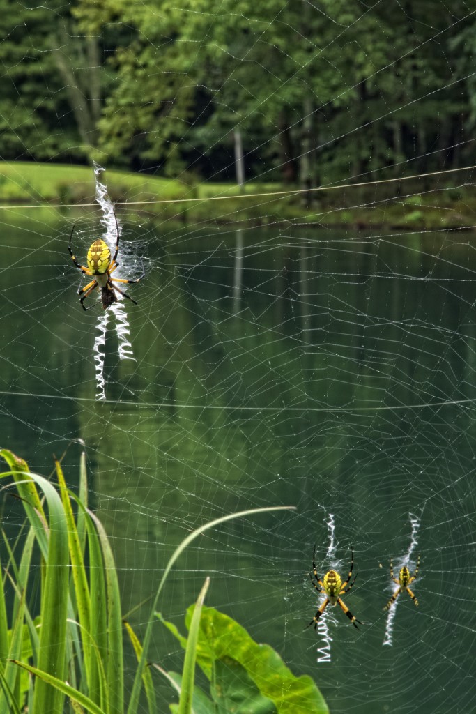 LHG_7810 Spiders of Three by rontu