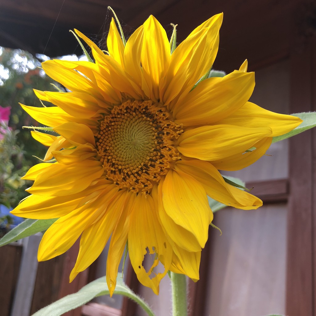 Giant Sunflower by bizziebeeme