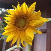 21st Jul 2018 - Giant Sunflower