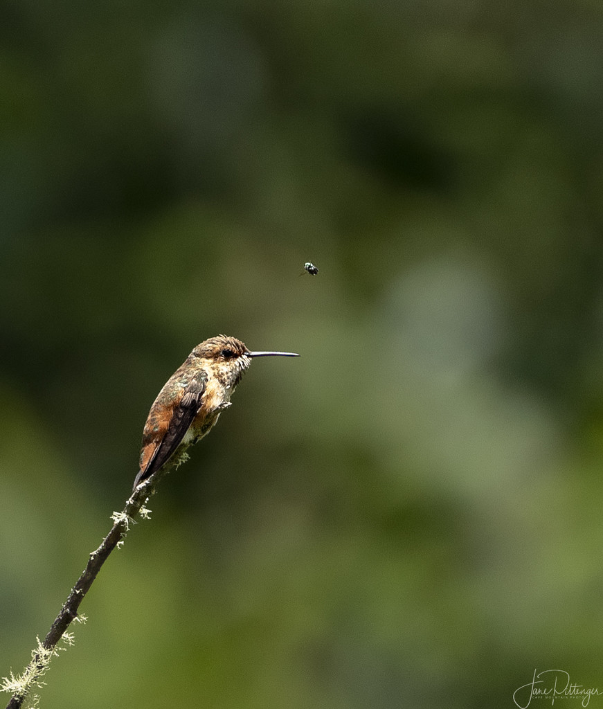 Rufous and Fly  by jgpittenger