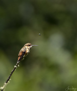 21st Jul 2018 - Rufous and Fly 
