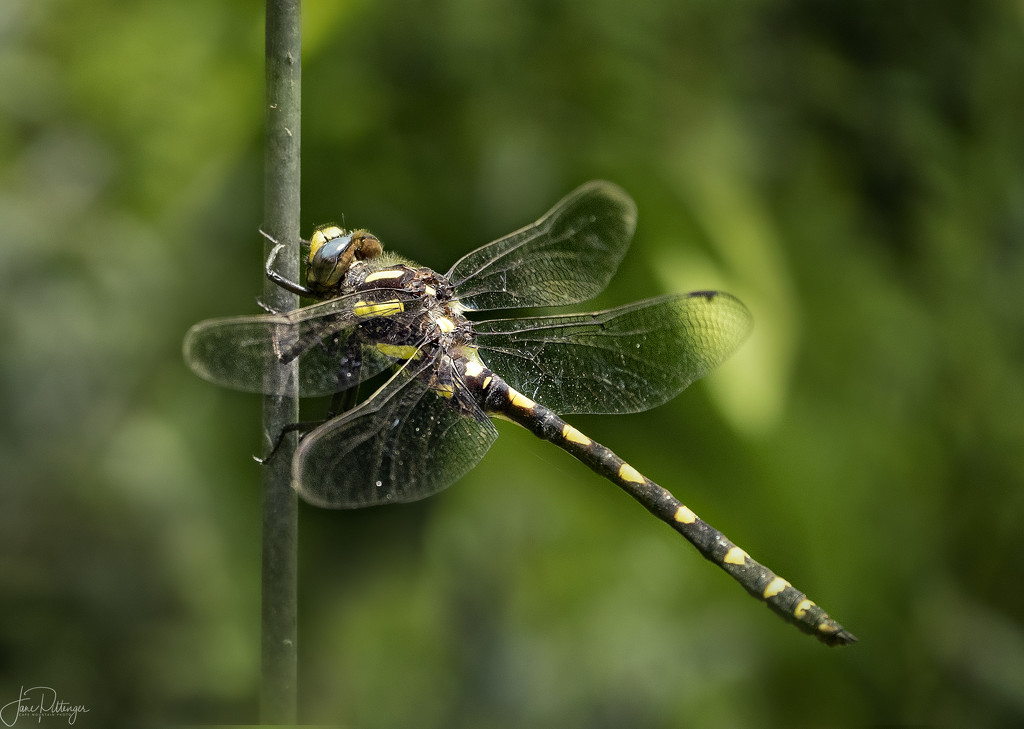 Dragonfly Hanging On by jgpittenger