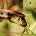 garter snake by aecasey