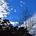 Maple Tree Silhouette ~ by happysnaps