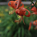 Tiger Lily by loweygrace