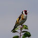 A Goldfinch by snoopybooboo