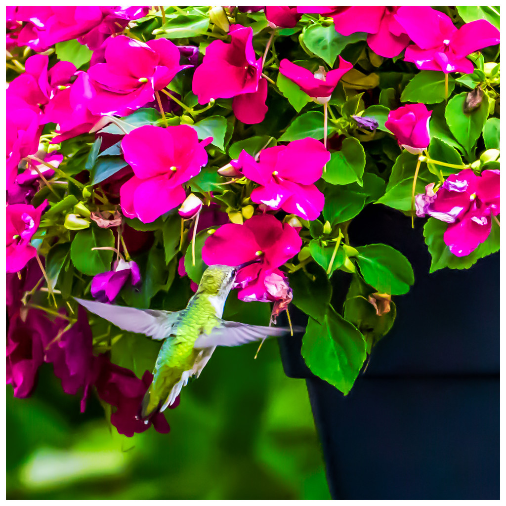 hummingbird by jernst1779